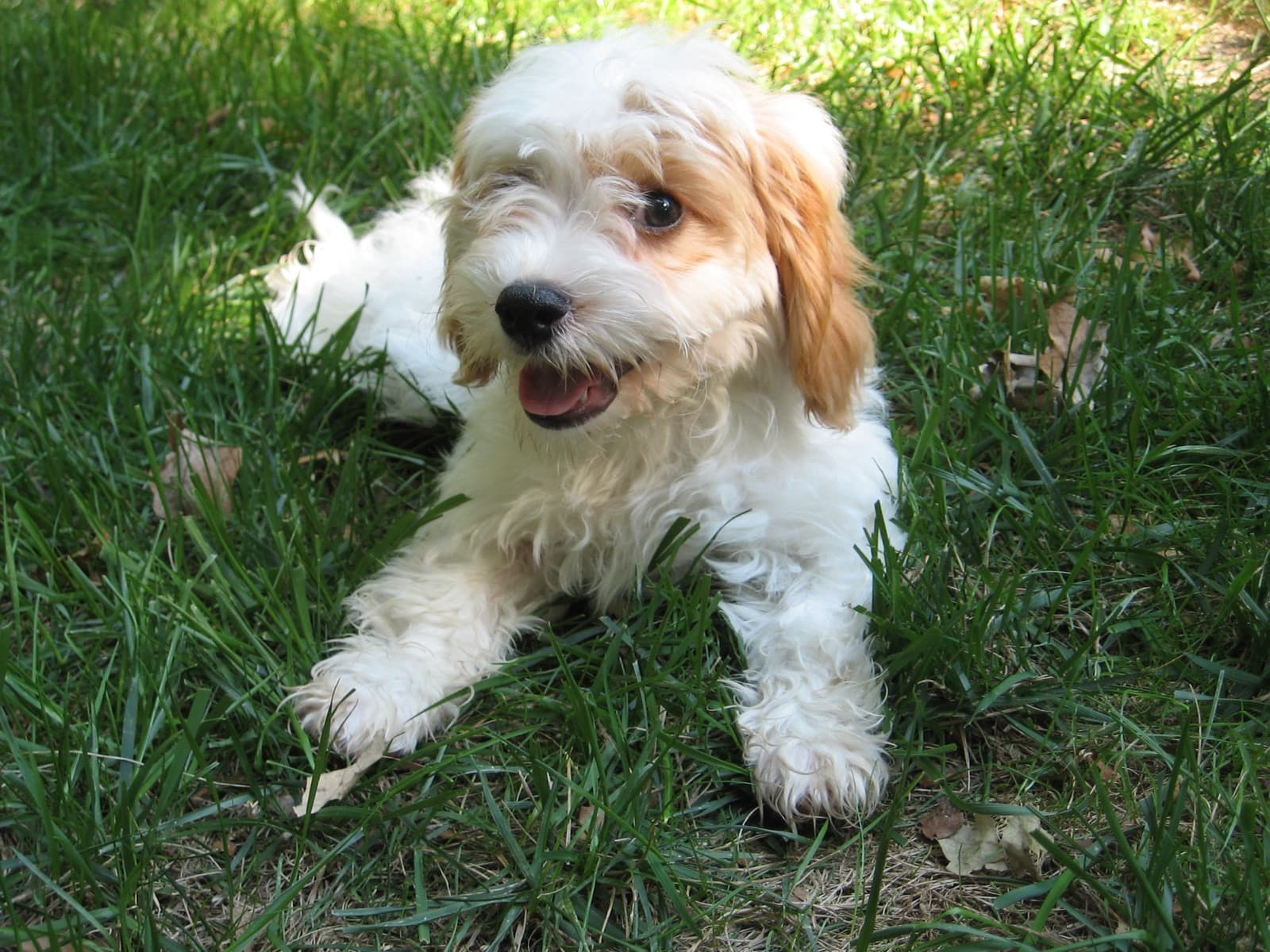 A fluffy white and tan cavapoo puppy lying in the grass