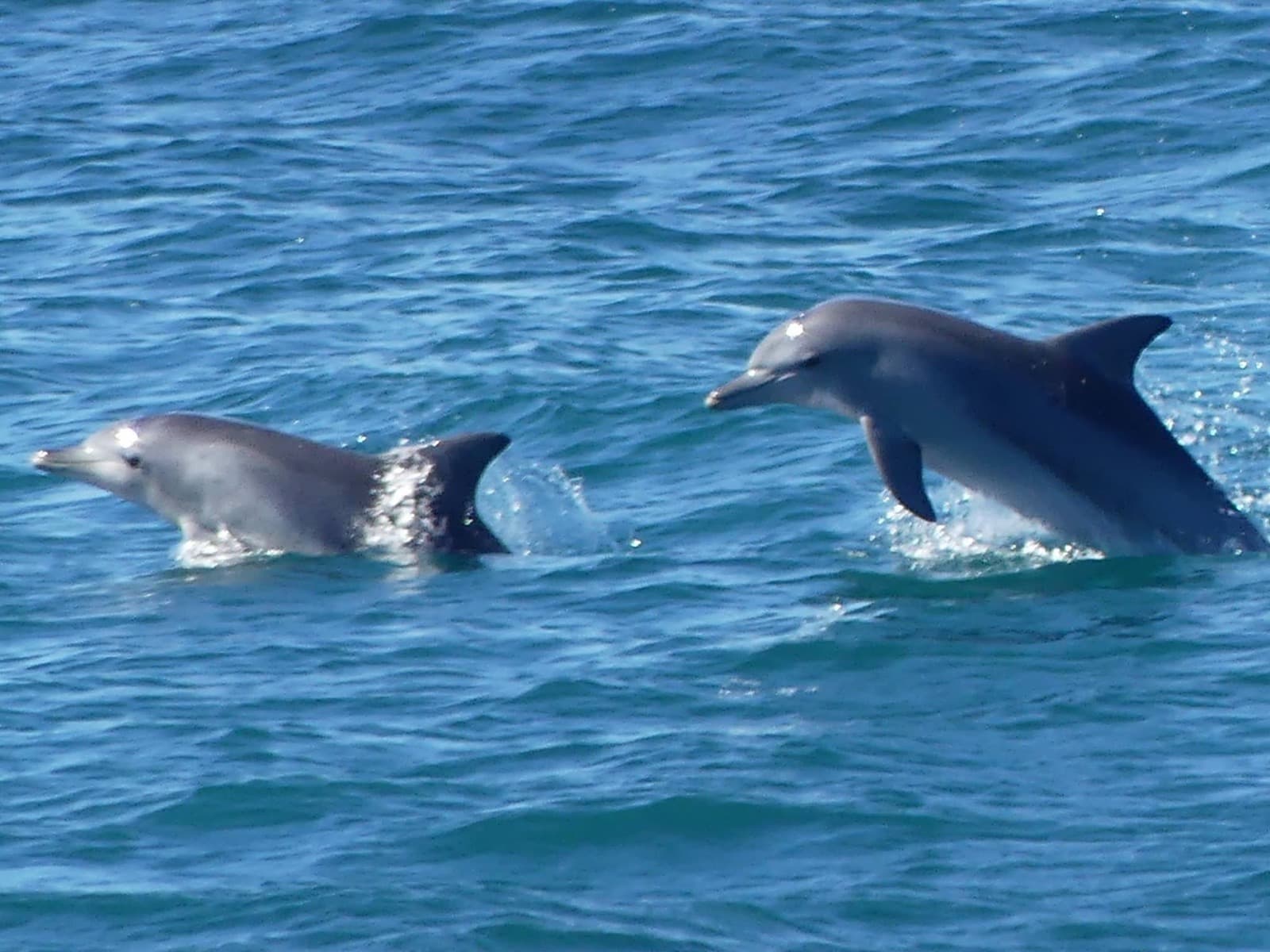 Dolphins swimming just offshore near Lighthouse Beach
