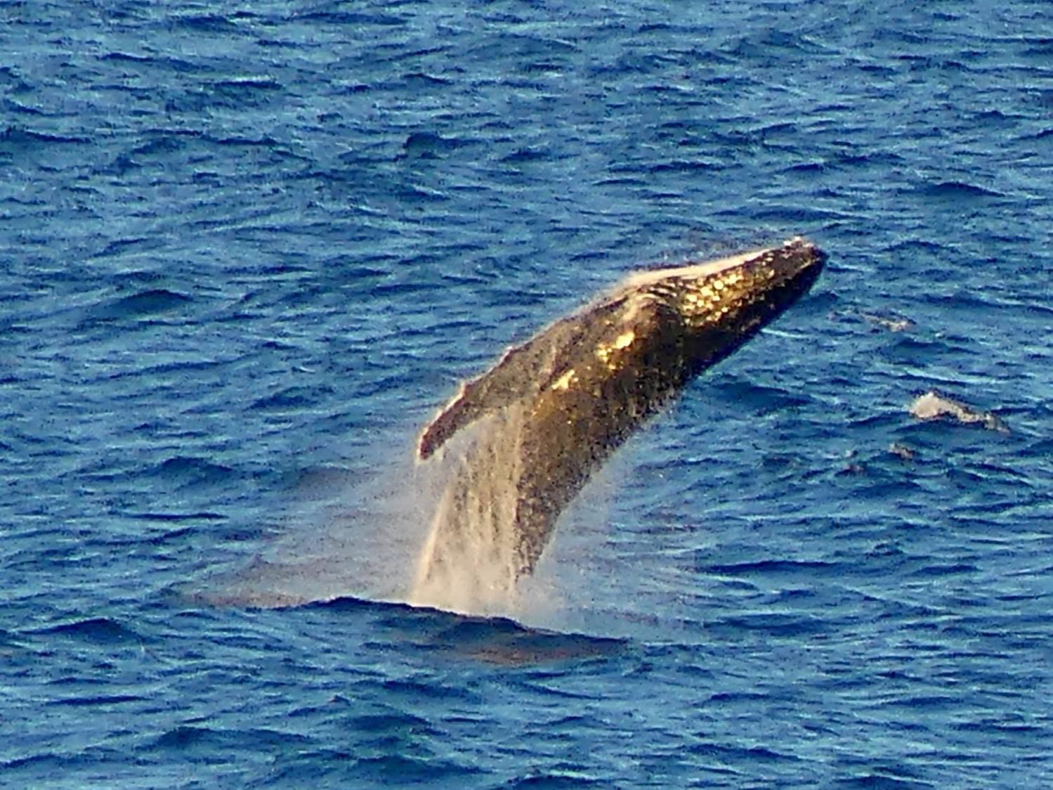 A humpback whale breaching off the Port Macquarie coast during the winter migration